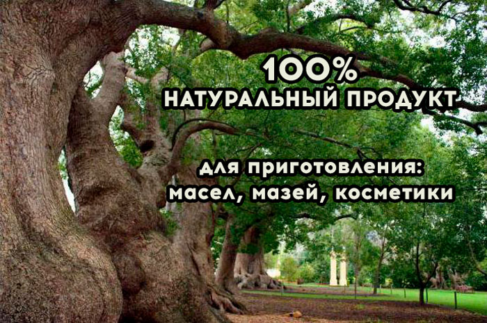 Камфорный лавр - естественный источник кристаллической камфоры